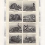 Литография. Зайцы. Кролики. XIX век. Германия — изображение 3