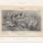 Гравюра. 19 в. Голенастые птицы. Цапля. Аист