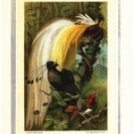 Хромолитография. Птицы. Райские. Певчие. 19 век