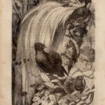 Хромолитография. Птицы. Райские. Певчие. 19 век — изображение 8