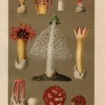 Литография. Грибы. Ботаника. XIX век — изображение 6