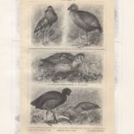 Гравюра. 19 в. Голенастые птицы. Цапля. Аист — изображение 3