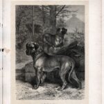 Гравюры. 1896 г. Собаки. Охота. Ч 1