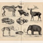 Гравюра. Германия. 19в Скелеты животных. Динозавры — изображение 5