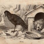 Гравюры. Птицы. Журавль. Цесарка. Тупик. Камышница — изображение 6
