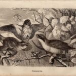 Гравюры. Птицы. Журавль. Цесарка. Тупик. Камышница — изображение 7