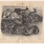 Литография. Зайцы. Кролики. XIX век. Германия — изображение 2