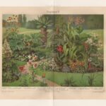 Литографии. Растения садовые, водные, комнатные — изображение 5