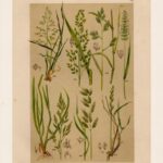Гравюра. 1899г. Ботаника. Грибы. Водоросли. Ч5 — изображение 3