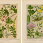 Гравюра. Литография. Ботаника. Монтеверде Ч3 — изображение 8