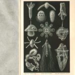 Гравюра. Литография. Черепаха. Морские личинки — изображение 5