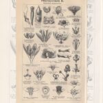 Гравюры. Растения. Соцветия. Бутоны — изображение 2