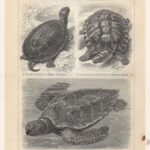 Гравюра. Литография. Черепаха. Морские личинки — изображение 4