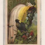 Хромолитография. Птицы. Райские. Певчие. 19 век — изображение 2
