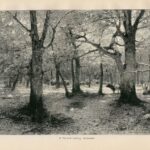 Гравюры. Пейзажи. Архитектура. 1900 г — изображение 6
