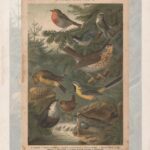 Хромолитография. Птицы. Райские. Певчие. 19 век — изображение 5