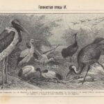 Гравюра. 19 в. Голенастые птицы. Цапля. Аист — изображение 6