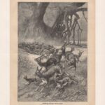 Литографии. Животные. Антилопа. 1897 г. Ч1