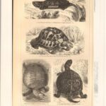Гравюра. Литография. Черепаха. Морские личинки — изображение 2