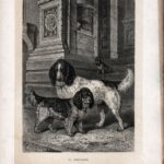 Гравюры. 1896 г. Собаки. Охота. Ч 1 — изображение 6