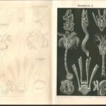 Гравюра. Литография. Черепаха. Морские личинки — изображение 6