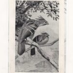 Гравюры. Птицы. Журавль. Цесарка. Тупик. Камышница — изображение 3