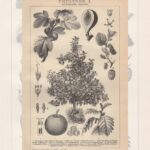 Литографии. XIX век. Растения. Ботаника. Цветы — изображение 3