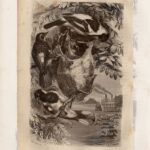 Гравюры. Птицы. Журавль. Цесарка. Тупик. Камышница — изображение 5