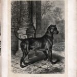 Гравюры. 1896 г. Собаки. Охота. Ч 1 — изображение 7