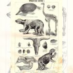 Гравюра. Германия. 19в Скелеты животных. Динозавры — изображение 2
