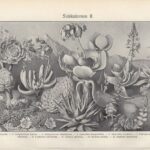 Литографии. Растения садовые, водные, комнатные — изображение 8