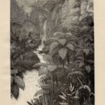Гравюры. Ботаника. Растения. Деревья. Пальмы. Ч5 — изображение 6