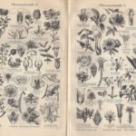 Гравюры. Растения. Соцветия. Бутоны — изображение 7