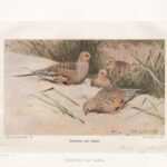 Гравюры. Птицы. Журавль. Цесарка. Тупик. Камышница — изображение 2