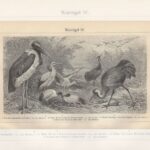 Гравюра. 19 в. Голенастые птицы. Цапля. Аист — изображение 2